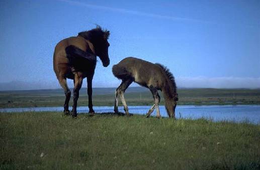 An den Pferden: Millionen von Mcken ...