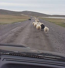 Schafe haben Vorfahrt ...