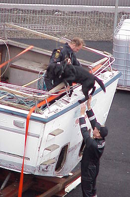 Drogenhund im vollem Einsatz ...