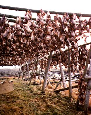 ... Fische, aufgehngt zum Trocknen ...