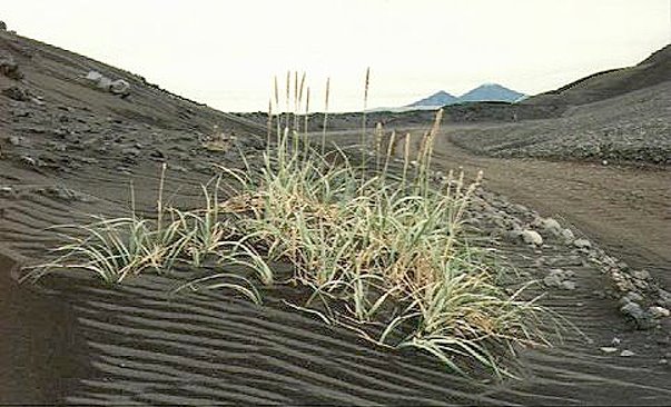 Strandgras am Wegesrand ...