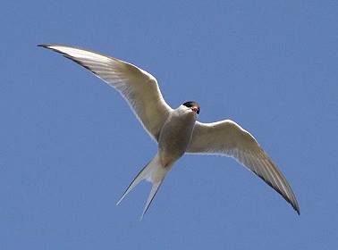 Küstenseeschwalbe, Weltrekordler im Weitstreckenflug und Rotschenkel ... Küstenseeschwalbe, Weltrekordler im Weitstreckenflug und Rotschenkel ...
