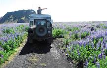 Lupinenfeld 2009 ...