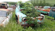 Hier wachsen die Bume aus dem Motorraum ...