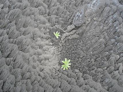 Grn bahnt sich seinen Weg durch den Zement ...