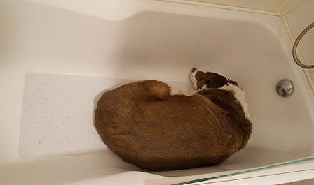 Tumi in der Wanne ...