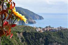 Zwischen Corniglia und Vernazza ...