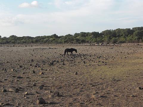 Begabte Therapiepferde ...