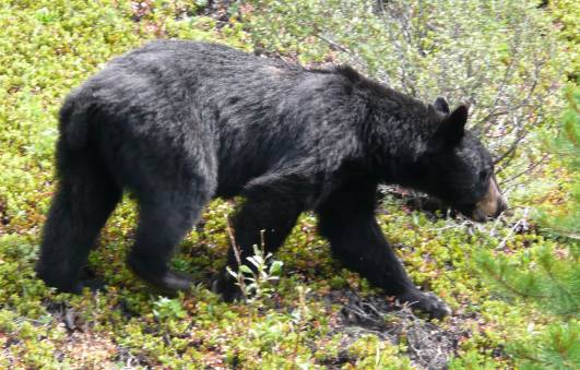 Wir hatten Glck: Mehrmals am Straenrand Schwarzbren ...