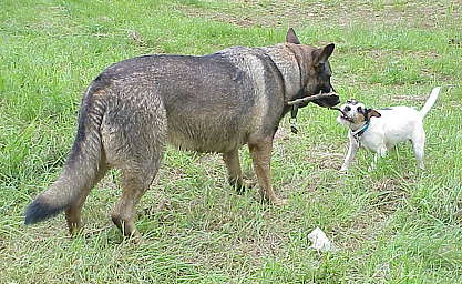 Kissingen 2002: Ein Vergngen fr Hund und Katz ...