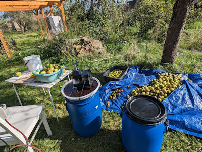 ... und so langsam füllen sich die Gärfässer ... ... und so langsam füllen sich die Gärfässer ...
