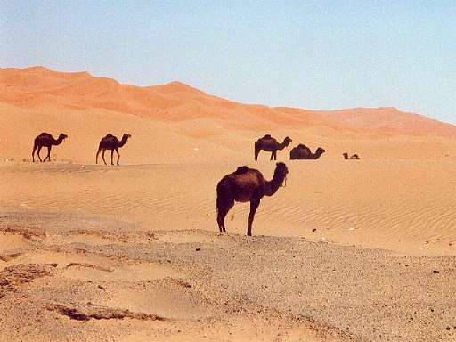 Erg Chebi: Impressionen ... 