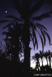 ... unter Riesen-Palmen ...