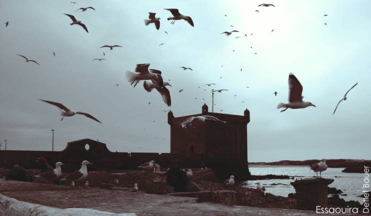 Flugakrobatische Seemven ziehen fast den Scheitel ...