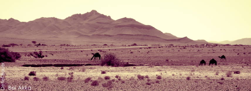 Panoramastrae durchs Wstengebiet ...