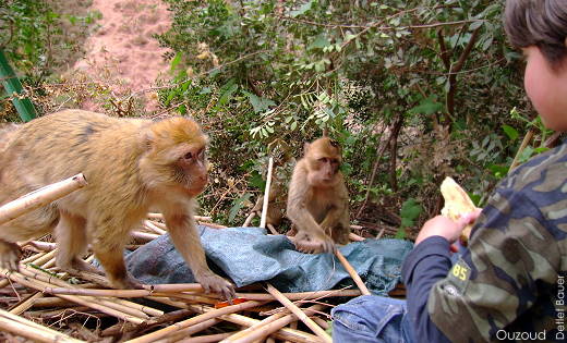 ... Hoffen auf leichte Beute ..?