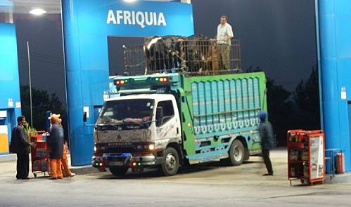 Viehtransport in Fes ...