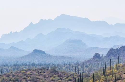 Fantastische Kakteenlandschaft