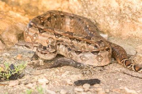 Die Schlange darf im Paradies nicht fehlen ...
