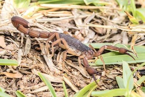 Skorpione mssten nicht unbedingt zu Besiuch kommen ... 