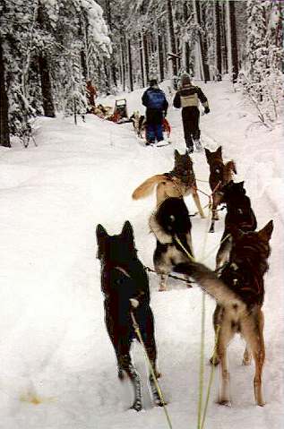 Ein Anblick, der mir sehr vertraut wird: die Hinterteile meines Gespanns Ein Anblick, der mir sehr vertraut wird: die Hinterteile meines Gespanns