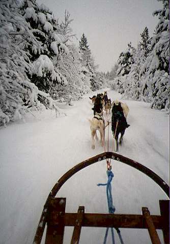 Wo laufen sie denn, die Leithunde?