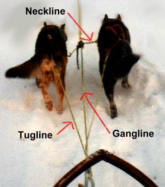 Gewusst wie, so werden die Hunde am Schlitten festgemacht!