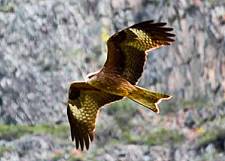 ... und noch einmal ein Milan ...