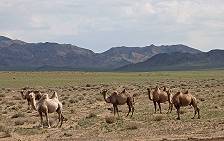 Tierische Bevölkerung: Kamele ... Tierische Bevölkerung: Kamele ...