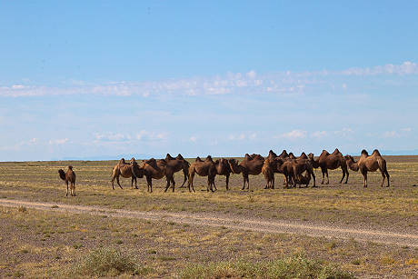 ... und Wüstenschiffen ... ... und Wüstenschiffen ...