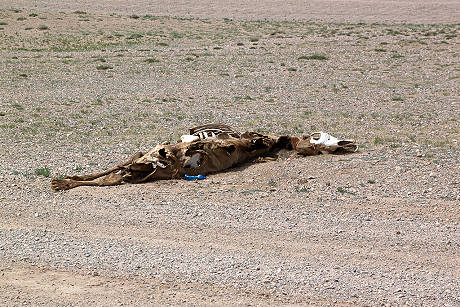 Tribut der Wüste ... Tribut der Wüste ...