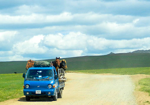 Pferde werden hier geschont ...