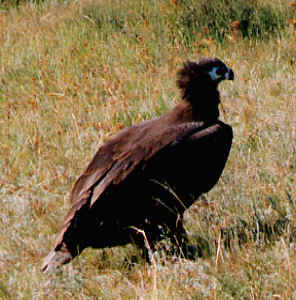 Adler in der Gobi ...