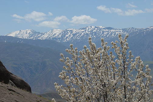 Baumblte hat begonnen ...