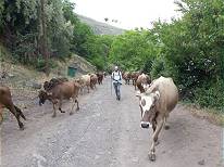 Armenien: Ungewhnliche Weggefhrten