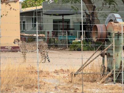 Das etwas andere Wachpersonal ...