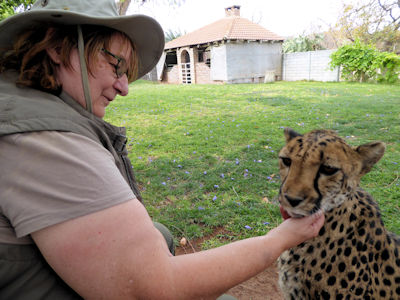 Schmusige Gepardin ...