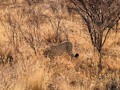 ... scheu, aber hungrig ..