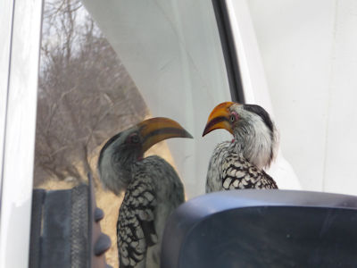 Rotringtokos ... Rotringtokos ...