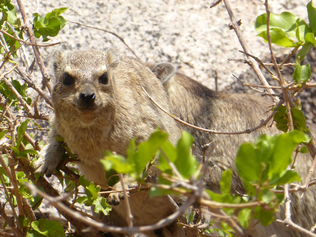 Possierliche Klippschiefer ... Possierliche Klippschiefer ...