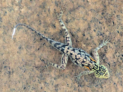 Mrs. and Mr. Agame ... Mrs. and Mr. Agame ...