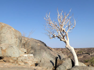 Faszinierende Mopanebäume ... Faszinierende Mopanebäume ...