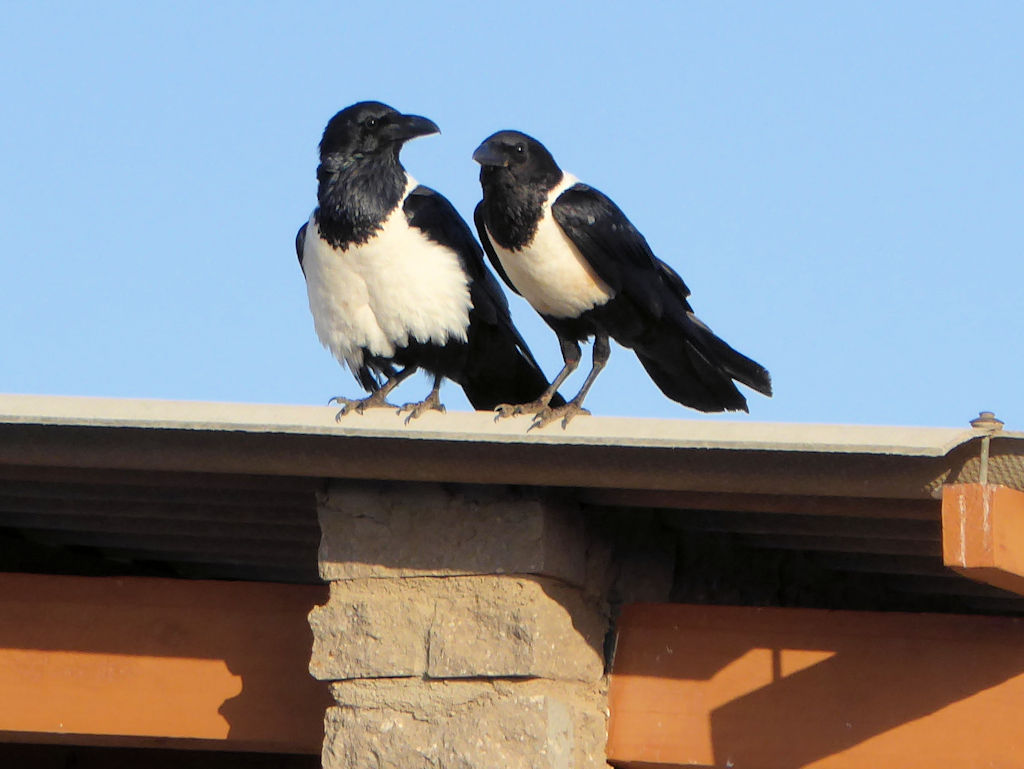 Die Schildraben warten schon ... Die Schildraben warten schon ...
