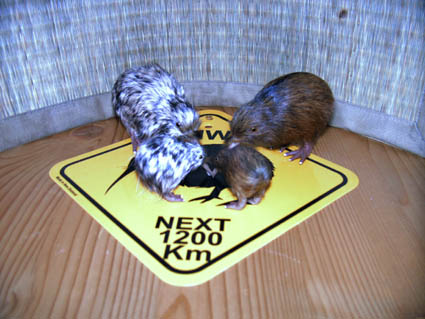 Daheim nachgestellt: Szene mit Kiwis ... ;-))