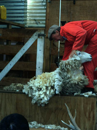 Auf der Walter Peak Farm ...