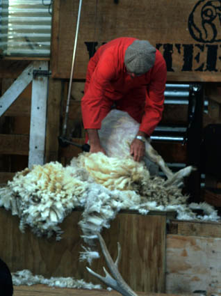 Professionelle Schafschur ...