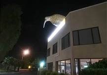 Nacht-Idyll am Kiwi-Hotel ...