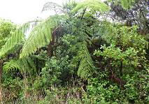 Beeindruckende Farne ...