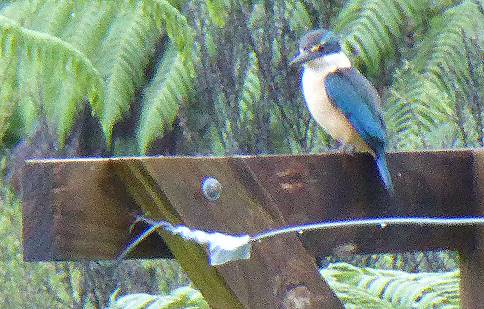 ... ein Heiliger Eisvogel schaut zu ...