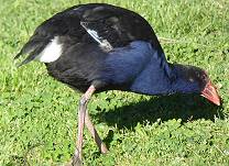 Pukeko